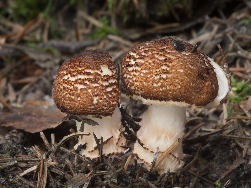 Lepiota cortinarius audreae